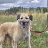 🐾 Missy  liebevolle Hündin sucht ein Zuhause als Zweithund