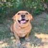 Sunny (Sarolta)-Sensible, junge Hündin sucht Menschen mit He