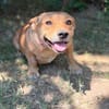 Sunny (Sarolta)-Sensible, junge Hündin sucht Menschen mit He