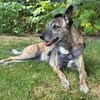 Cassie - freundliche und brave Hündin