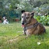 Cassie - freundliche und brave Hündin
