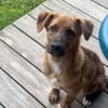 aufgeweckter Welpenjunge Tiago auf PS 80686
