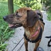 Zara  liebe Hündin in Würzburg auf PS
