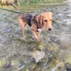 💗 Celina sucht ihr Für-immer-Zuhause💗