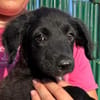 Lessi  ist ein anhängliches Hundekind
