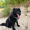 Koksi sucht seine Menschen🐾