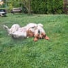 Babette Mix Hündin 5 Jahre in 72587