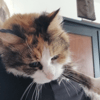 MIMI