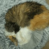 MIMI