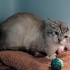 MERLIN
