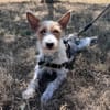 MILOU
