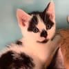 CASSI