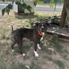 ELVI
