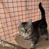 MINETTE  (Tigré)