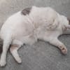 Mouchou