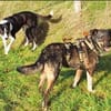 GINO-perfekter Familienhund