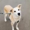 Chip sucht sein Zuhause