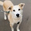 Chip sucht sein Zuhause