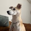 Chip sucht sein Zuhause