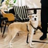 Chip sucht sein Zuhause
