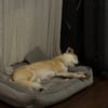 Chip sucht sein Zuhause