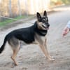 Roni-Treuer Senior mit großem Herzen wartet auf sein Happy E