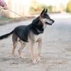Roni-Treuer Senior mit großem Herzen wartet auf sein Happy E