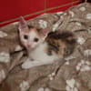 Calypso sucht ein liebevolles Zuhause