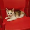 Calypso sucht ein liebevolles Zuhause