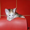 Calypso sucht ein liebevolles Zuhause