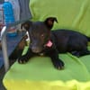 Lupina - fröhliche Hundewelpin