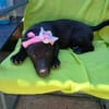 Lupina - fröhliche Hundewelpin
