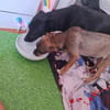 Lupina - fröhliche Hundewelpin