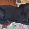 Lupina - fröhliche Hundewelpin