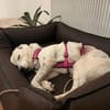 liebe, freundliche Seniorin CARLA