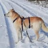 TOBIA jun. - auf PS in Rheinland-Pfalz