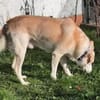 TOBIA jun. - auf PS in Rheinland-Pfalz