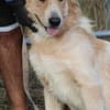 Jazz - kinderlieber Familienhund
