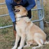 Jazz - kinderlieber Familienhund
