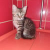 Josefinchen sucht ein liebevolles Zuhause