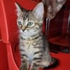 Josefinchen sucht ein liebevolles Zuhause