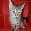 Josefinchen sucht ein liebevolles Zuhause