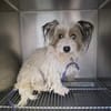 Cookie sucht sein Für-immer-Zuhause!