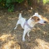 Jack Russel Hündin Shiko gut erzogen