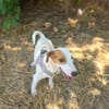 Jack Russel Hündin Shiko gut erzogen