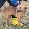 Maxi ❤Vom Tierheim ins Leben