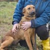 Maxi ❤Vom Tierheim ins Leben