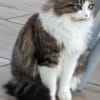 Spoggy in 67631 Freisbach sucht neues Heim