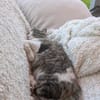 Spoggy in 67631 Freisbach sucht neues Heim