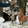 TRIXI -fröhlich, lebhaft & anhänglich-